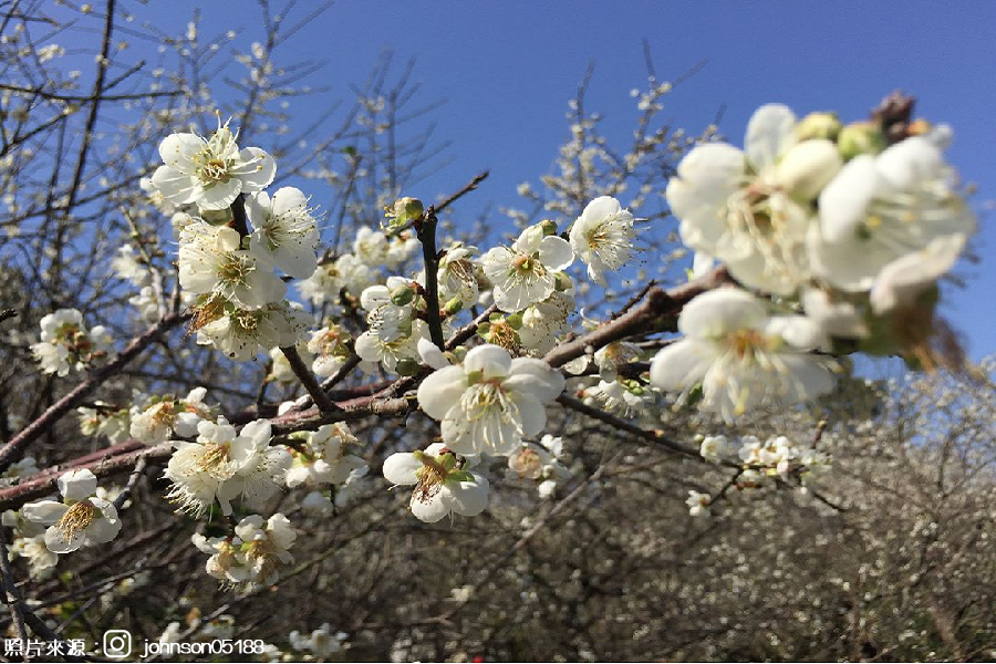 【嘉義】季節限定～梅山公園賞梅、特色梅子雞風味餐、漫步雲霧太平雲梯、元氣梅子館1日