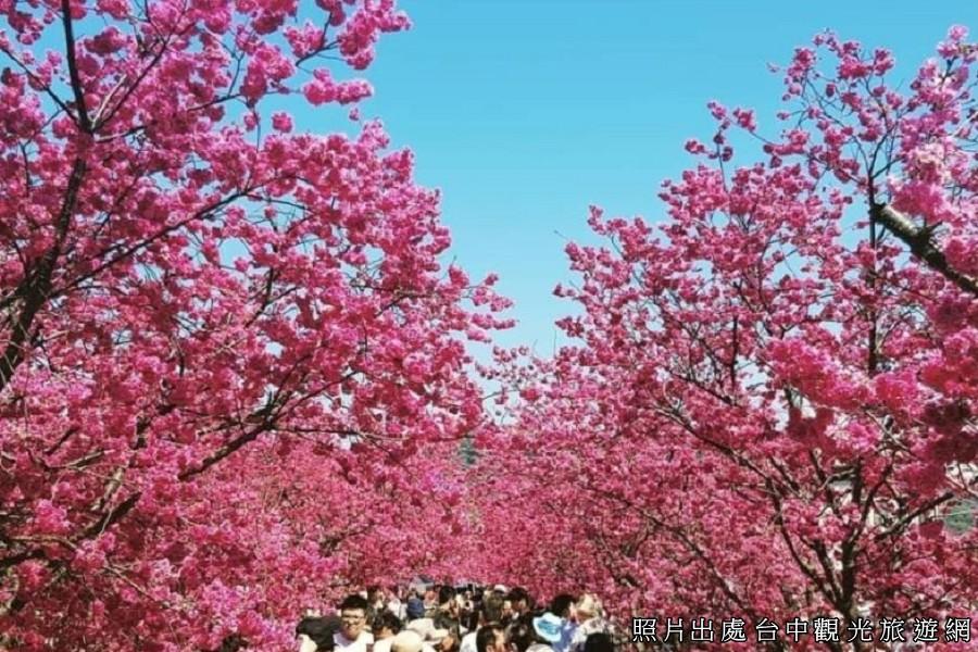 【台中】泰安派出所櫻花林．中科崴立櫻花公園．豐原廟東小吃街．雲仙谷採果一日遊