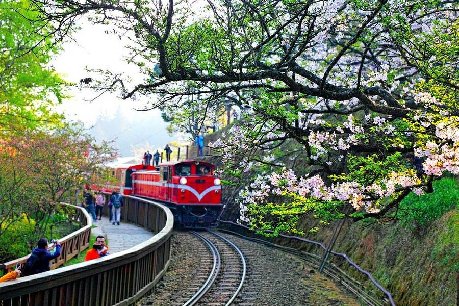 【台中出發】桃城漫遊、天空走廊、阿里山櫻花季兩日