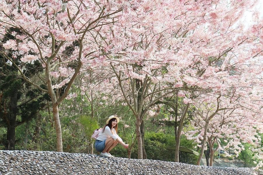 【來嘉賞花】迷糊步道、奮起湖老街、竹崎親水公園花旗木一日遊(高出)