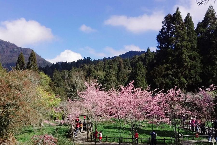 【台灣媽祖平安護照】花現阿里山.櫻木鐵道.奮起湖懷舊風情.嘉義集章祈福二日