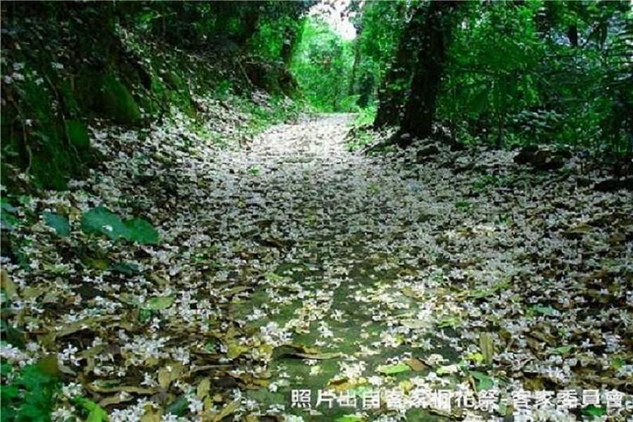 【新竹】鹿寮坑桐花步道、內灣老街、香山濕地、魚鱗天梯，與您桐在一日遊