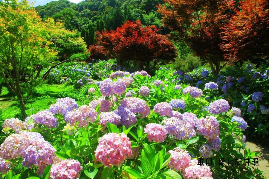 【森林的自然美學】鐵道小鎮漫遊~集集、車程,杉林溪松瀧岩瀑布、仙境賞花二日遊(兩人同行一人免費)