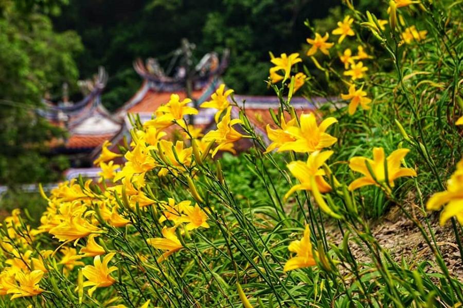 彰化花壇 花現幸福小旅行 虎山巖金針花 採摘茉莉花一日遊 國內旅遊 東南旅遊