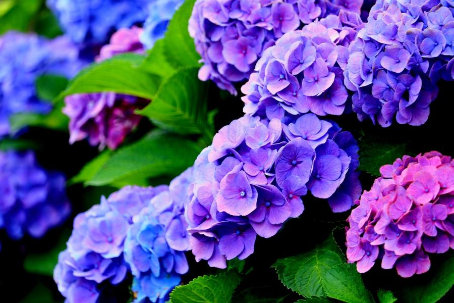 【心台灣❤繡球花物語】正濱繽紛彩色屋.飛天掃帚.老梅抹茶海岸1日遊