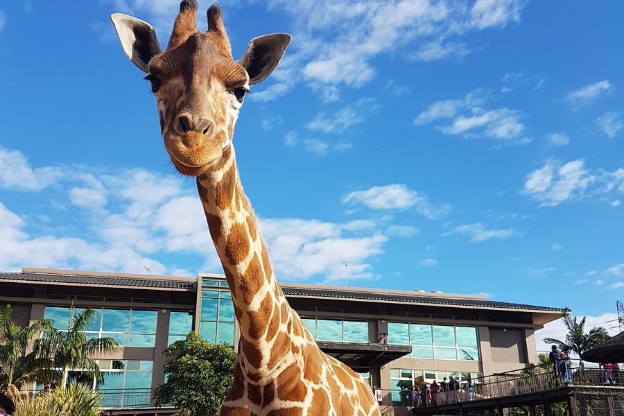 【與動物共眠】關西六福莊、新竹動物園、棒球名人堂、北埔老街、城隍廟口小吃二日遊