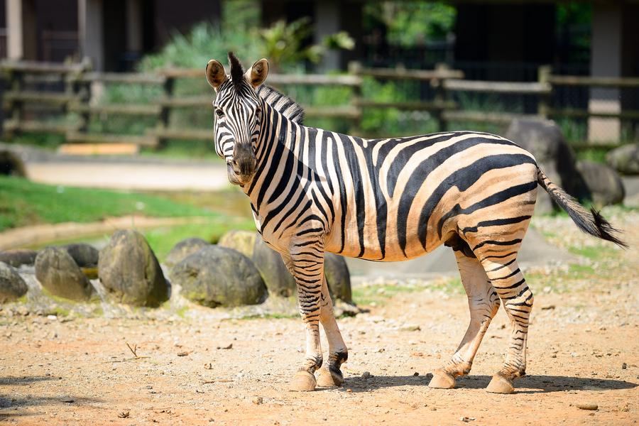 【4月新品】與動物共眠關西六福莊、馬武督探索森林、新竹動物園生態二日遊