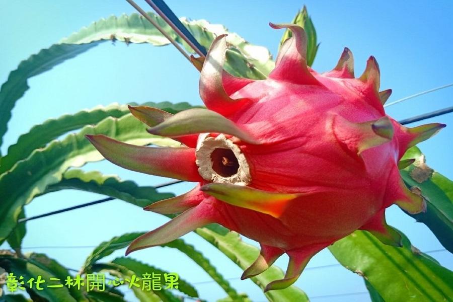 【六都齊發】採果樂、順澤宮、鹿港老街、台塑生醫悠活館1日(台南出發)