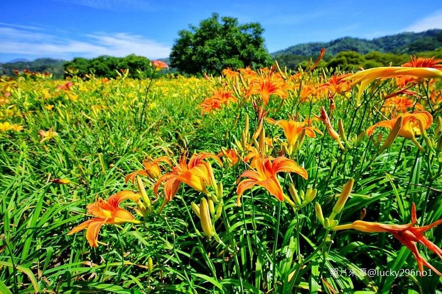 【季節限定 】南投金針花海、活盆地體驗、日月潭美景、日月老茶廠一日遊