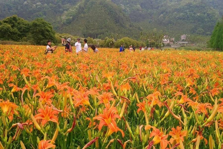 【花見杉林】金針活盆地、竹筏、杉林溪賞花觀星、發財紫南宮二日遊