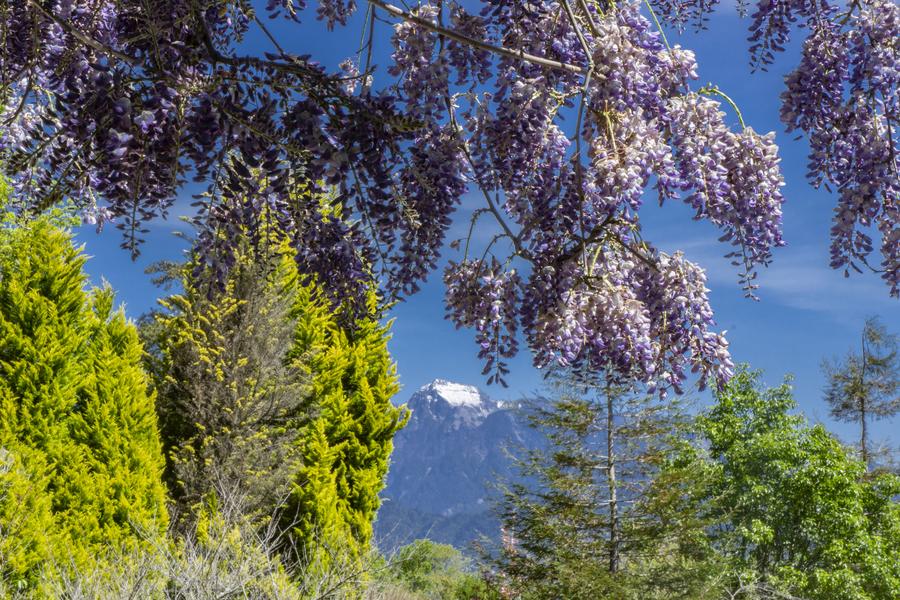 【雪山天空之鏡】入住武陵賓館一泊四食、福壽山百花爭豔、武陵北谷園區二日