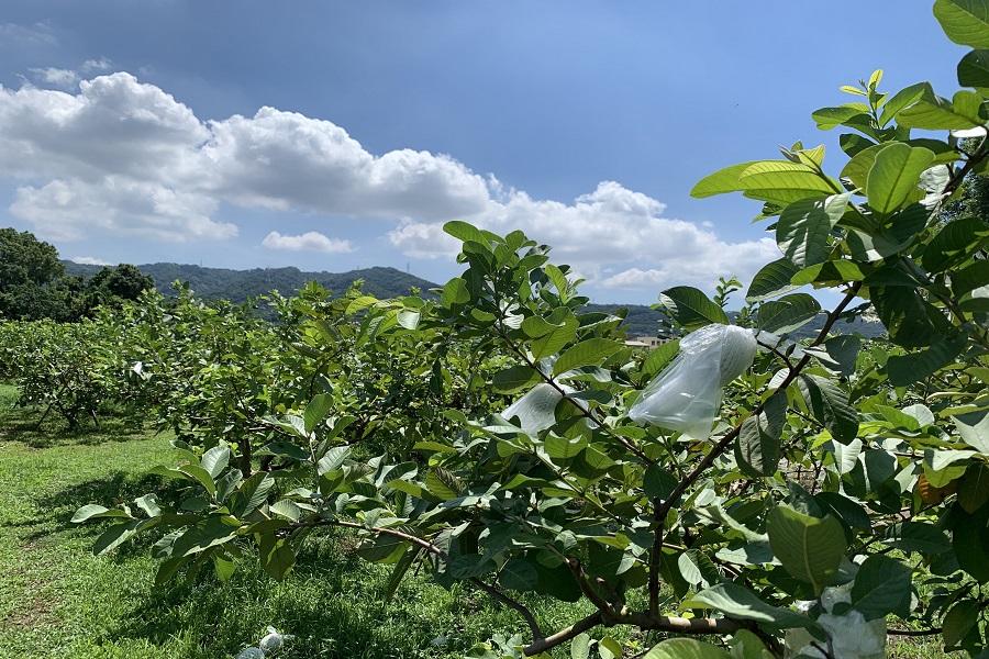 【農村體驗】社頭芭樂好瀚農場、半線香草園、黃金蜂園、樂活襪廠DIY一日