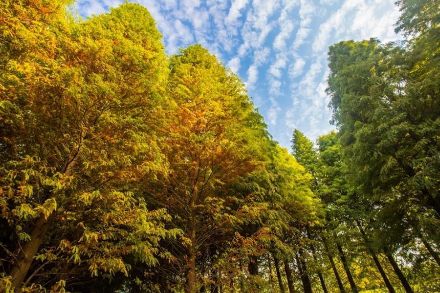 相揪來桃園～湖光山水落羽松秘境․峨嵋百年茶金文化․小烏來天空步道二日