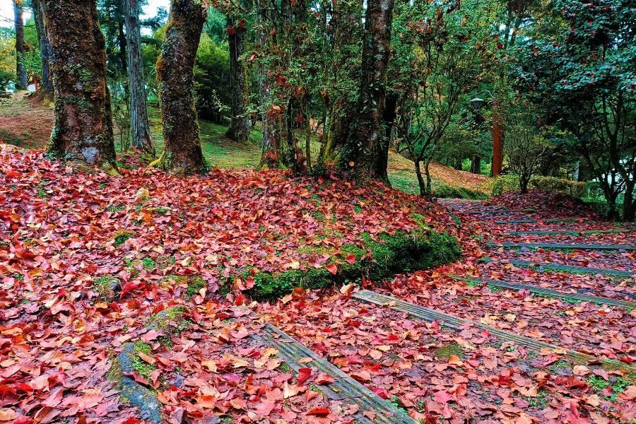 楓紅阿里山～經典支線森林鐵道小火車․最美歐式教堂星巴克․樂拍貓世界二日