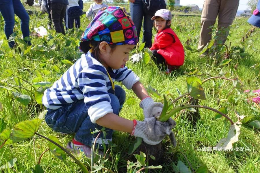 【芋見幸福】銅鑼茶廠、採芋頭贈大福、清安豆腐老街巡禮一日遊