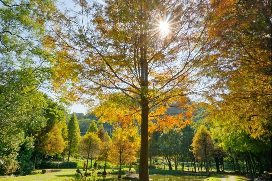 太平苗圃落羽松、百蝠吊橋、明式古風清涼寺、海景愛心樹、鎮瀾宮二日