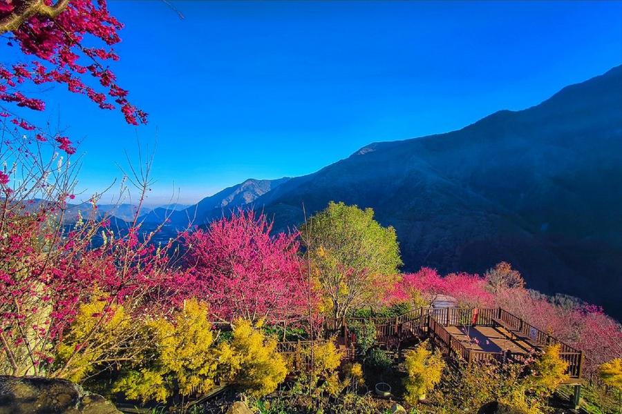 桃櫻紛落新中橫、望高茶園山櫻花秘境、玉山草坪頭、一泊三食、東埔溫泉二日