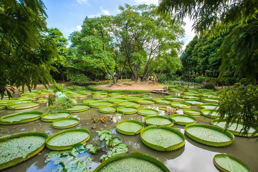 【快閃特賣】相聚在桃園、蓮花季乘坐大王蓮、品蓮荷花餐、和逸酒店二日遊