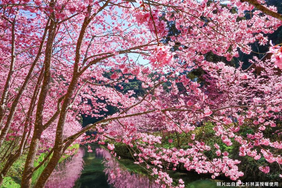 【春日仙境花海】杉林溪櫻花林河岸、中寮粉紅山丘麝香木秘境、一泊三食二日