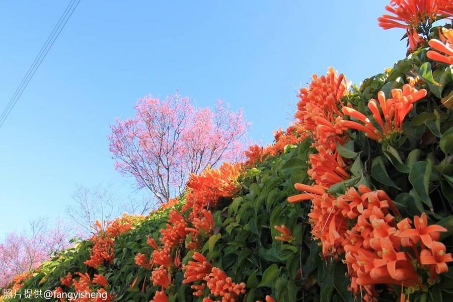 【一日蜂農體驗趣】台灣油礦園區、蜜蜂生態體驗、炮仗花海公園一日遊