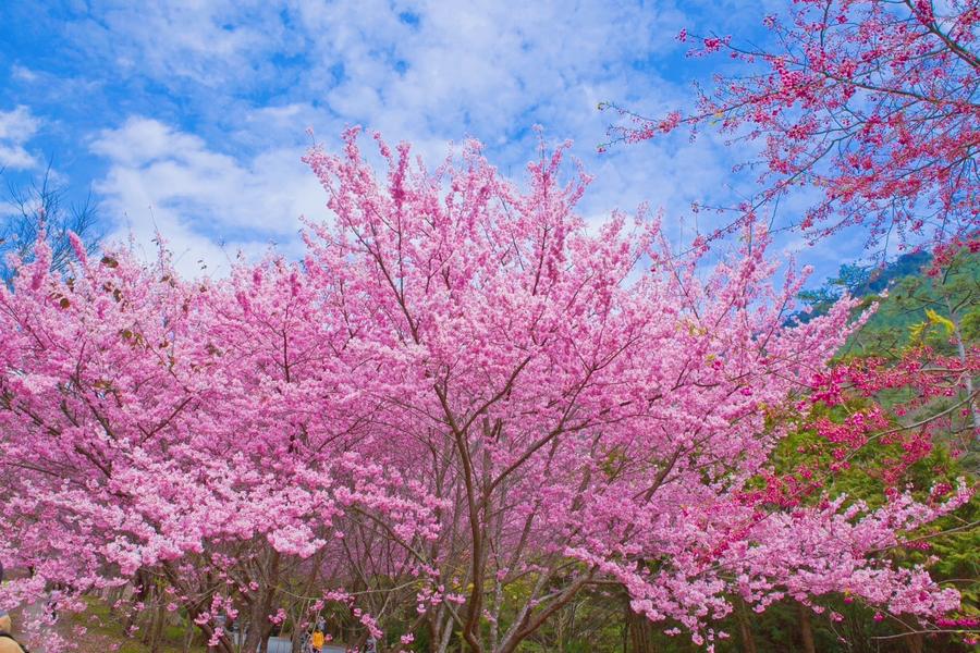 2026武陵櫻花季粉紅佳人花海、羅莊八重櫻、燈篙櫻花林道、蘇澳煙波二日