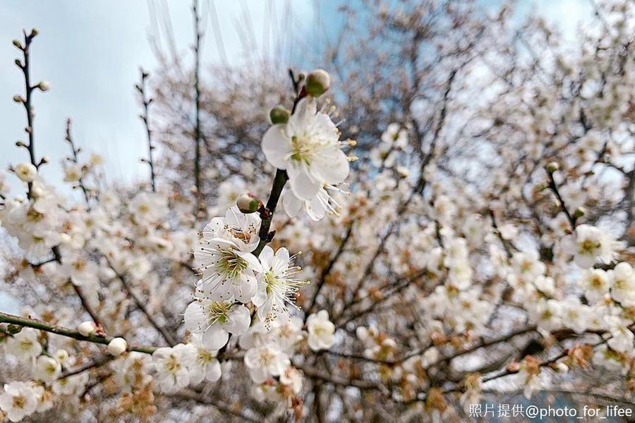 【賞梅趣】梅園文物館、銅鑼茶廠、蘆竹湳古厝散策二日遊