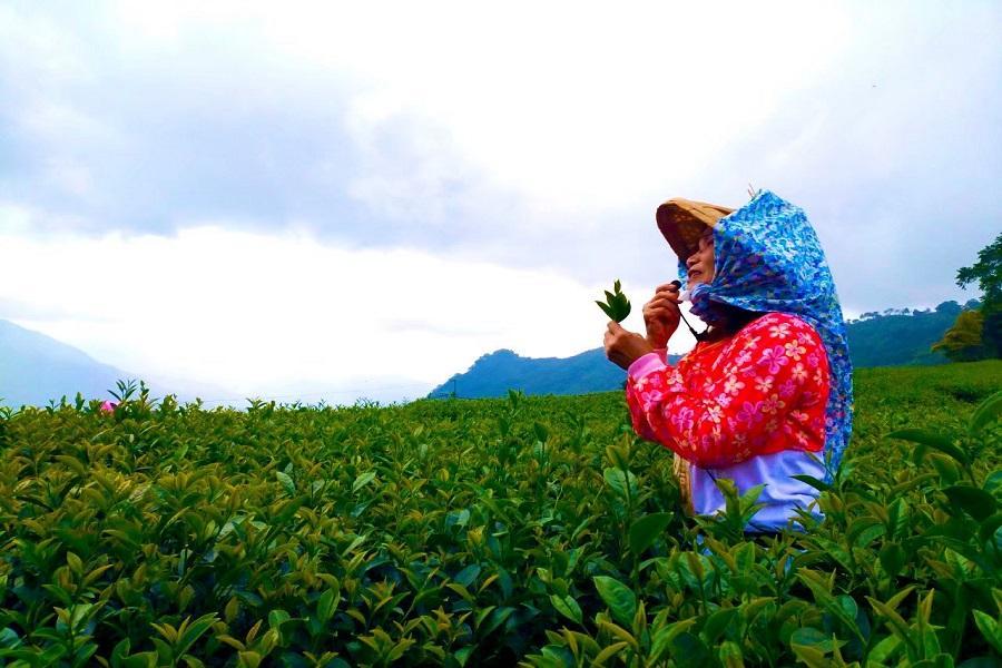 阿里山找茶趣～迷糊步道森呼吸․奮起湖老車站․窯燒貓咪村․鹿港小鎮二日