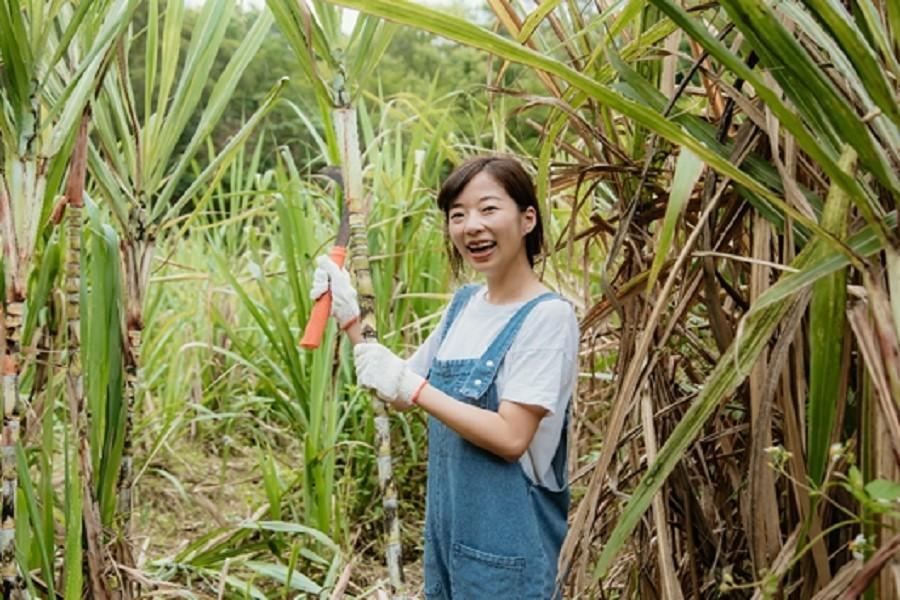 【職人帶路】風糖饅頭、甘蔗雙職人、濟生、仁和步道或金獅古道賞桐一日