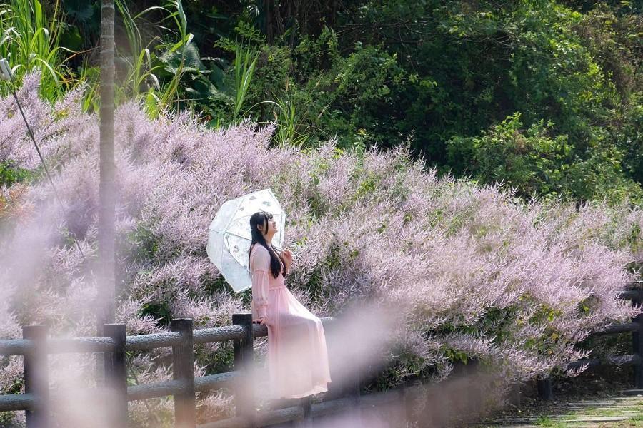 瑰蜜玫瑰園粉紅山丘、日月潭湖之饗宴、溪畔麝香木花道、福容徠旅二日