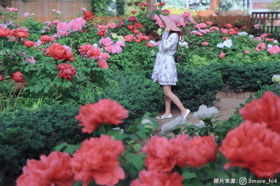 【森林花賞】杉林溪牡丹花海、紫藤花廊、天然氧吧森の旅一日遊