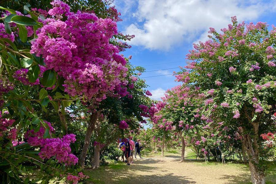 唯美歐風紫薇花園、琥珀秘境四十二份湧泉、浪漫七里香玫瑰、南庄美食一日