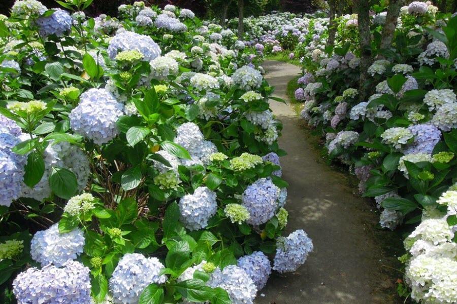 【百花爭艷】杉林溪松瀧岩瀑布.富貴牡丹花.車埕日風情小鎮二日遊