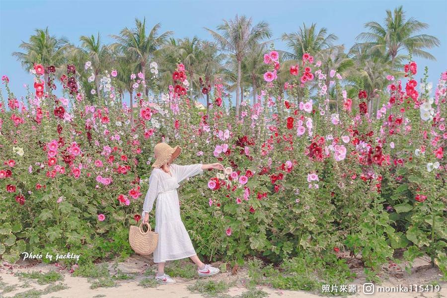 【花花世界】台南國際蘭花展、學甲蜀葵花節、鹽水小鎮漫遊一日遊(高出A)