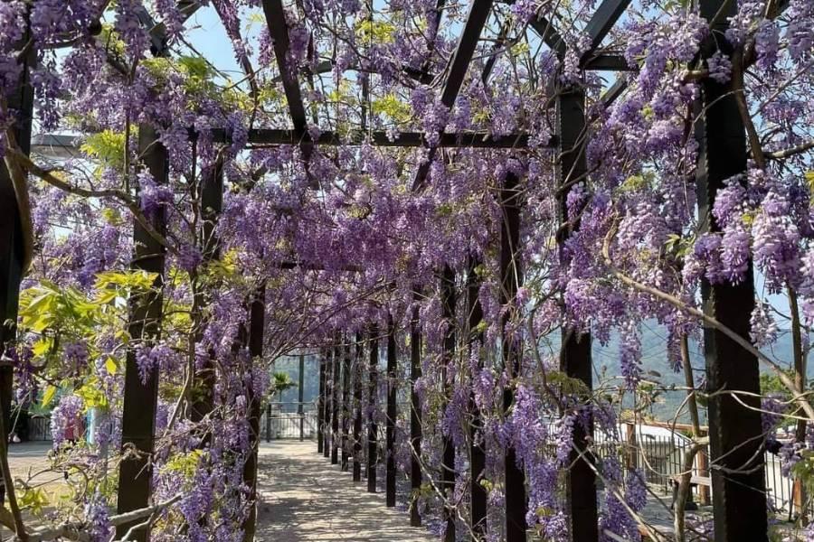 【迷你團】瑞里紫爆登場～台版的嵐山竹林步道，微醺浪漫滿分一日遊