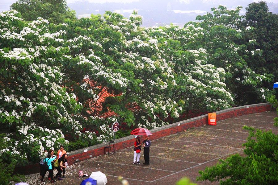 【雪白花語的呢喃】浪漫桐花園～天空步道․客家大院․紅棗莊園DIY一日遊