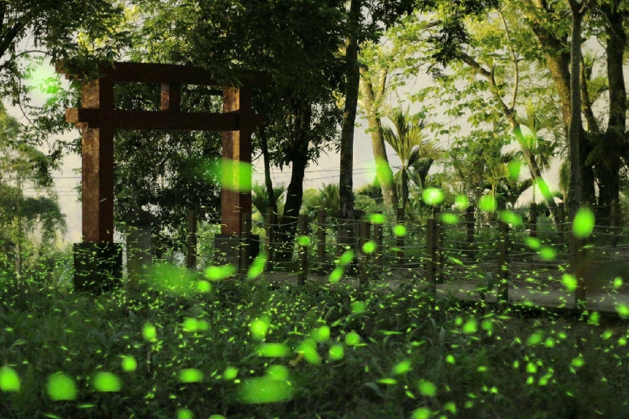 【螢閃亮晶晶】那瑪夏螢火蟲季.部落市集.甲仙芋冰老街一日遊