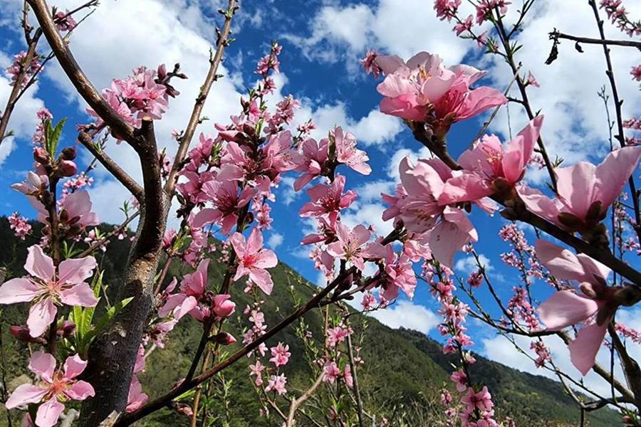 【入住武陵國民賓館】倘佯武陵桃花花海、福壽山、梨山祕密花園二日遊