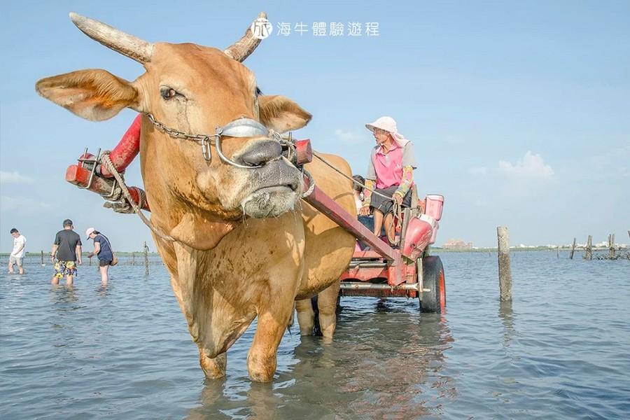 【FUN玩彰化】芳苑海牛採蚵、耙文蛤體驗、海空步道、鹿港老街一日遊-高