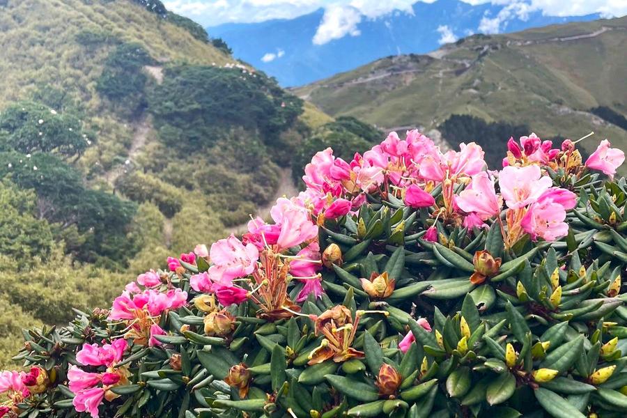 登石門山賞高山杜鵑、清境農場天空牧場、水沙連古道、中興新村夏艷荷花二日