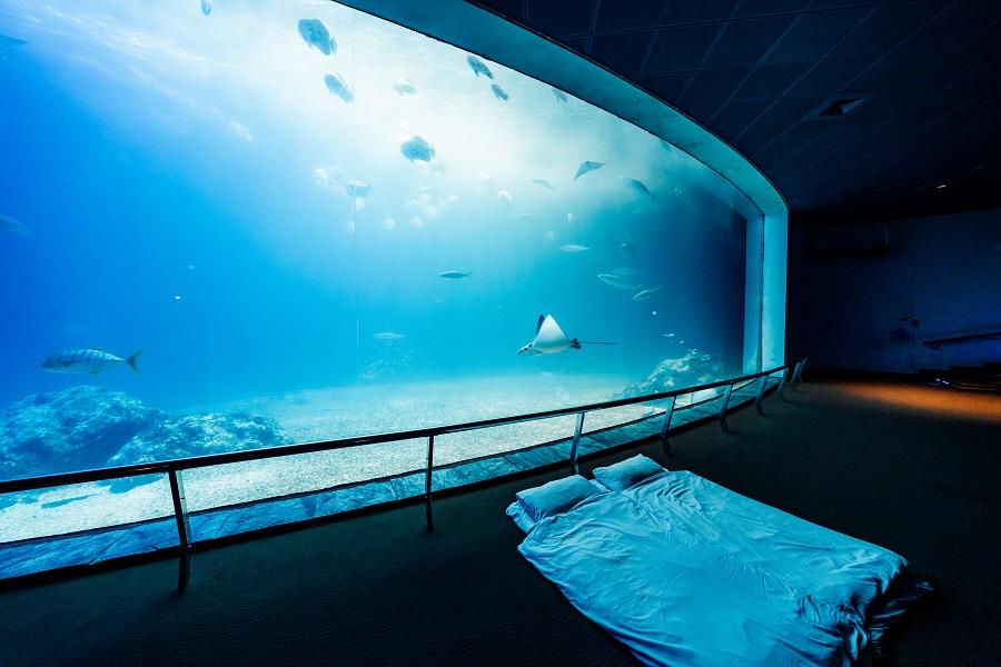 【魚你共眠】夜宿海生館.海生館後場參觀.大洋池餵魚秀二日