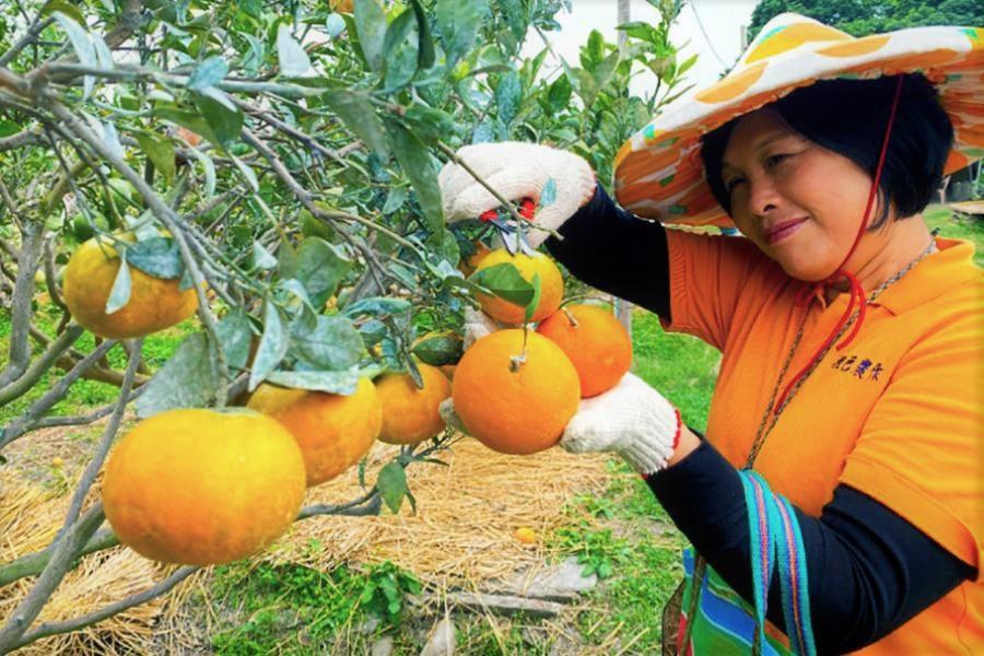 【華山天梯咖啡香】華山天梯情人橋、橙色農作採果趣、闖入斗六吆鬼街一日