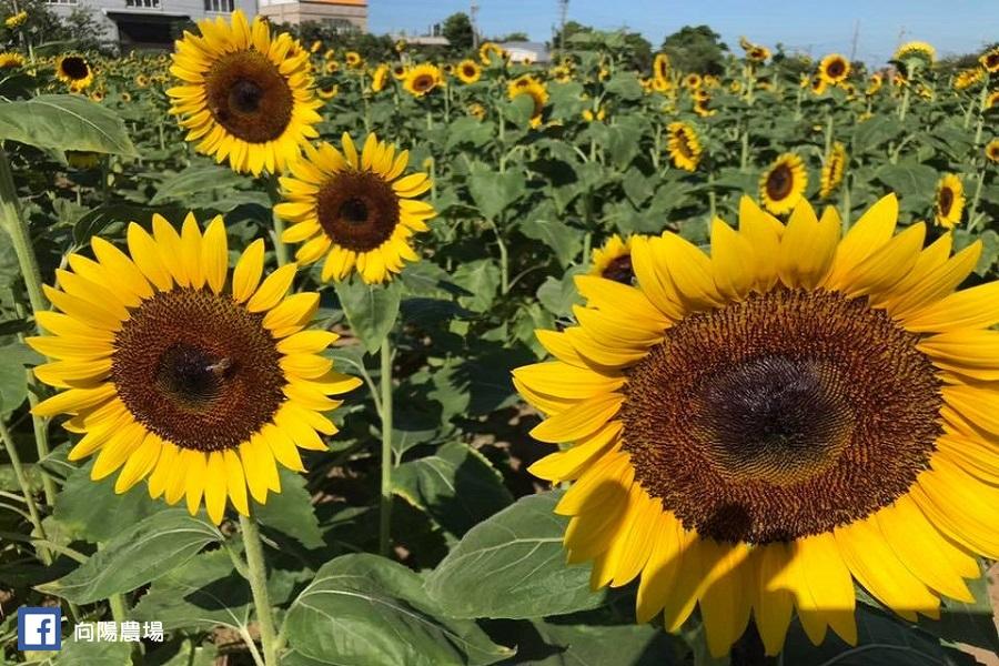 《快閃特賣》季節限定～向日葵主題農場賞花及手作體驗、九芎湖步道一日遊