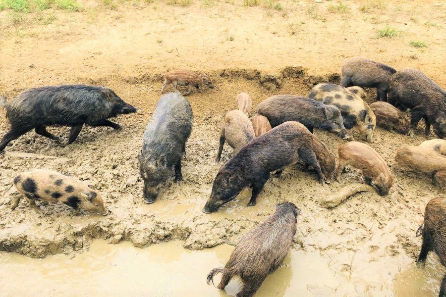 【嘉南湖光】船遊曾文水庫.勇闖山豬島.飛鷹峽谷.水庫釣魚體驗一日