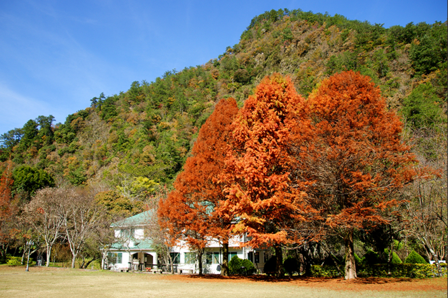 【楓紅層層】奧萬大森林遊樂區、青青草原、小瑞士花園、牛耳藝術村二日