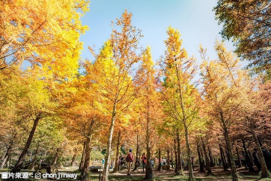 【杉林溪楓了】醉美紅葉、黃金水杉林、天然氧吧森の旅一日遊