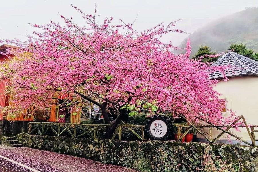 【河津櫻王】絕美茶園巃仔尾步道、櫻王乍現、粉紅紫荊花秘境、嘉義兆品二日