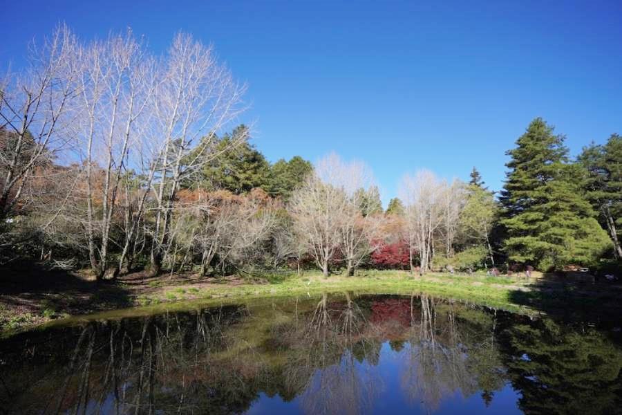 【農場綠遊】福壽山鴛鴦湖天池、武陵天空之鏡、雪霸櫻花鉤吻鮭自然生態二日