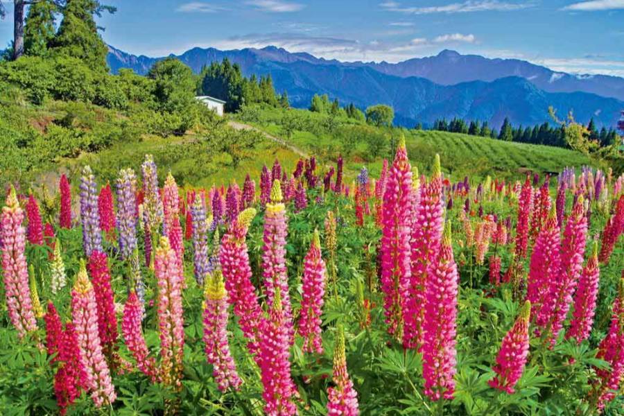 【農場綠遊】福壽山鴛鴦湖天池、武陵天空之鏡、雪霸櫻花鉤吻鮭自然生態二日