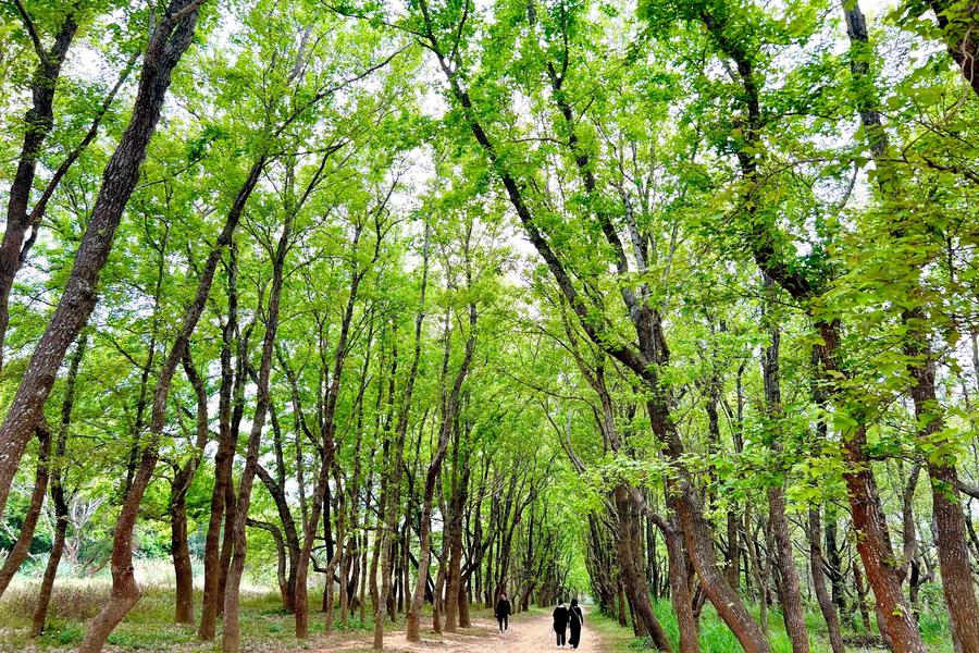 【有閒來撩】頭份後花園老崎翠楓秘境、米粉手作體驗、波光尋覓海味一日遊