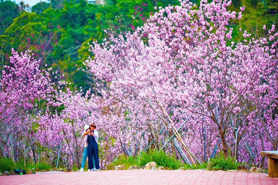 【春櫻飛舞】櫻花鳥森林、中科崴立櫻花公園、舊社彩繪村一日遊